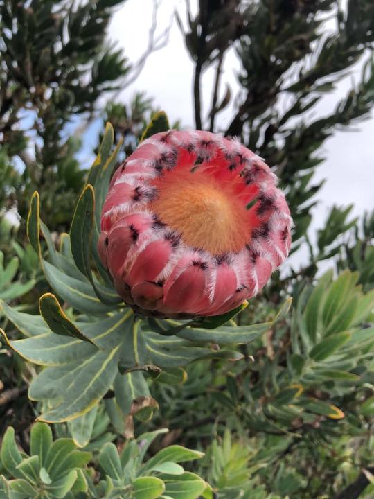 Pink king protea bloom — verified inventory
