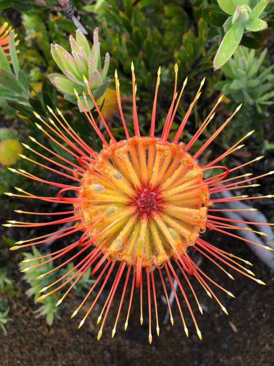 Orange pincushion protea — verified inventory