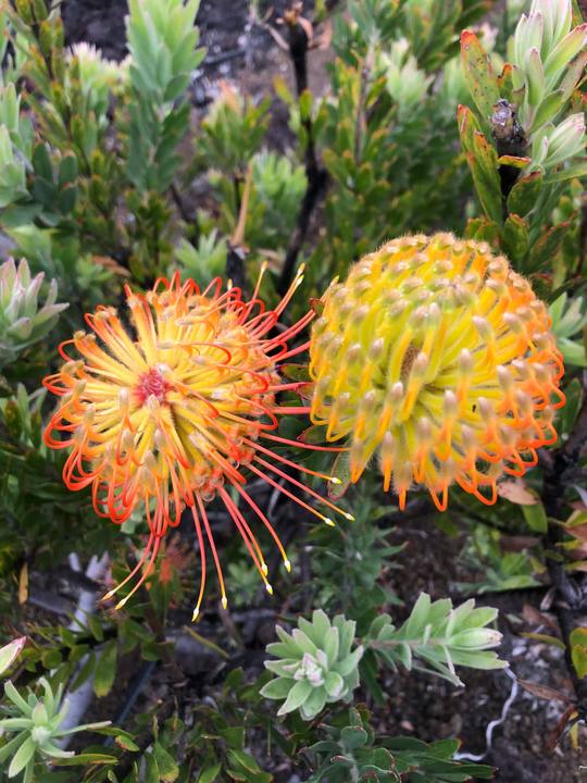Two pincushion proteas side by side, orange and yellow
