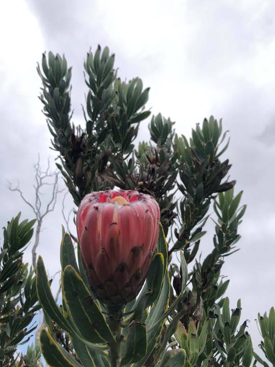 Pink king protea bud opening