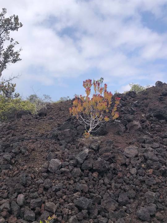 Red-foliage conebush on black lava