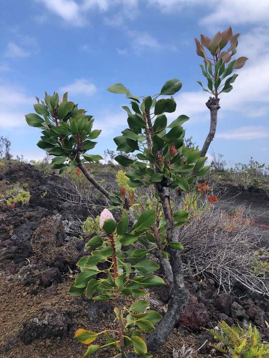 Young king protea plants growing on lava with pink bud