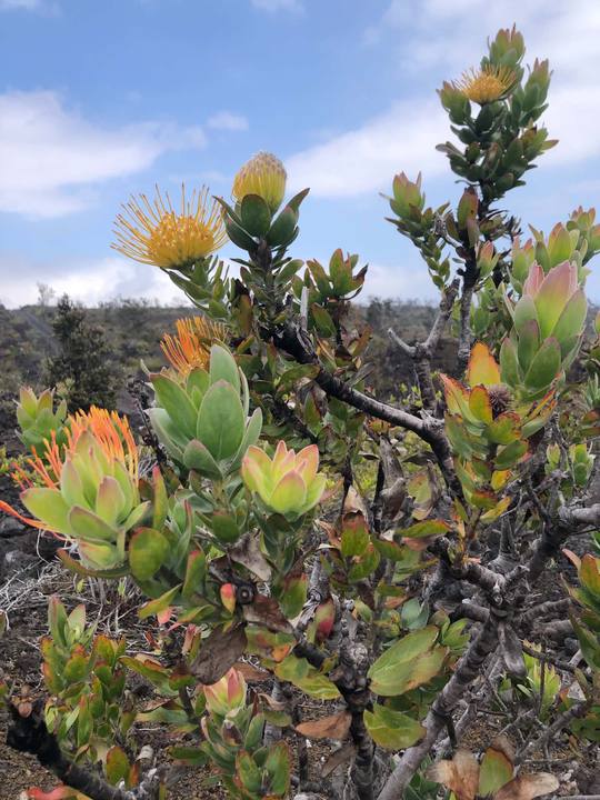Pincushion proteas flowering in a Hawaiian volcanic field under blue sky