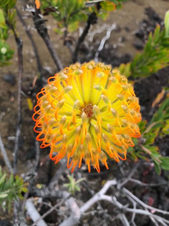 Yellow pincushion protea top view, grower photo