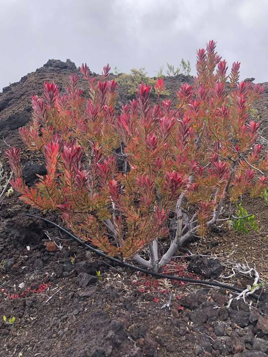 Red-foliage conebush shrub, grower photo