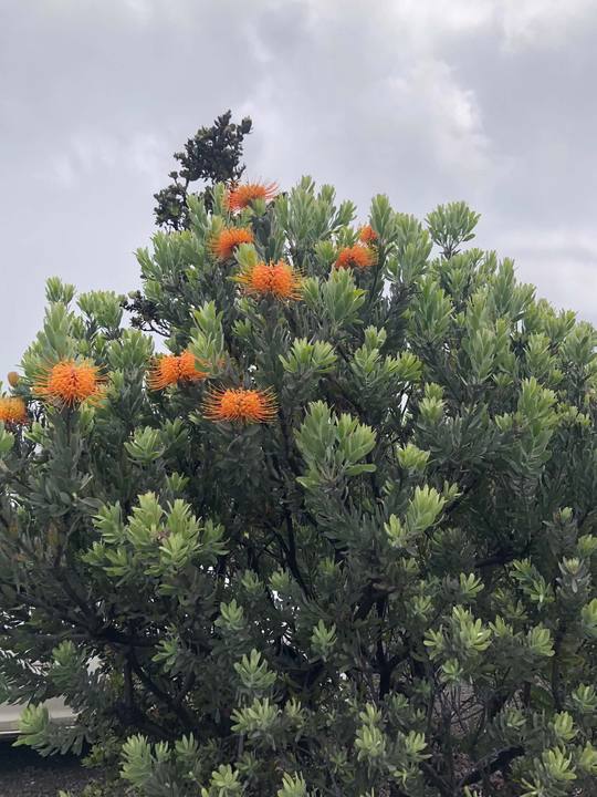 Orange pincushion proteas flowering on a large shrub