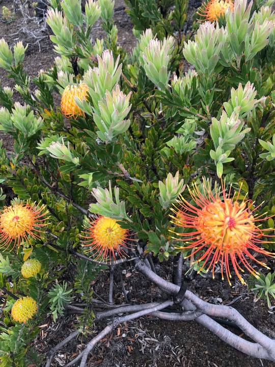Cluster of orange-yellow pincushions on a bush