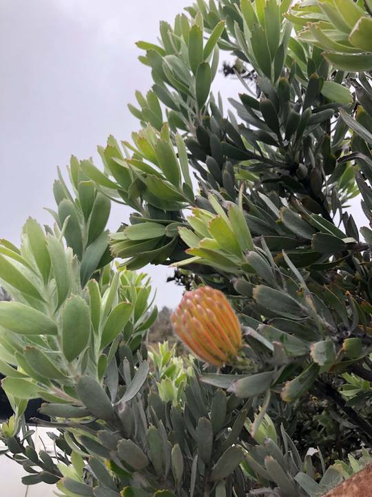 Silver-leaf protea bush with orange pincushion bud