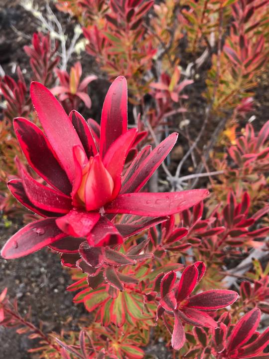 Vivid red rosette foliage close-up