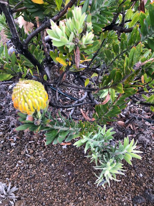 Yellow pincushion bud emerging in cinder bed