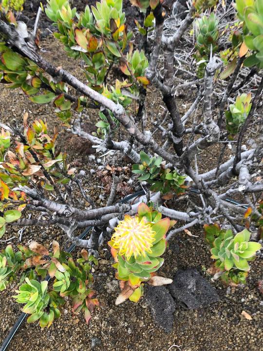 Yellow pincushion bloom low in a shrub